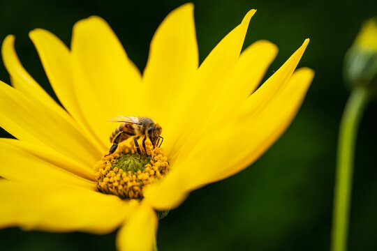 A bee forages a yellow flower
