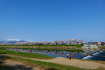 Fototapeta premium 白石川一目千本桜。大河原、宮城、日本。4月上旬。