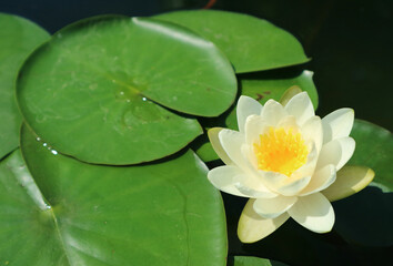 Beautiful White Water Lily Blooming Among Vibrant Green Lily Pads