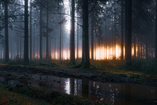Forest in the mist near Malmedy in Belgium in winter