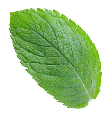 Fresh organic mint isolated