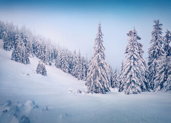 Christmas postcard. Fir trees covered by fresh snow. Stunning winter scene of Carpathian forest. Calm outdoor scene of snowy woodland. Beauty of nature concept background..
