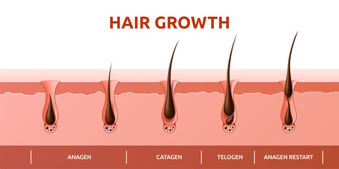 Hair growth cycle of follicles phase diagram with human scalp hair roots structure, vector infographics. Hair grow cycle from anagen, catagen to telogen, hair follicle bulbs phase for trichology info - obrazy, fototapety, plakaty