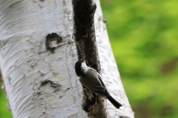 木に止まるコガラ