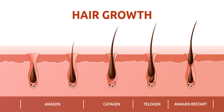 Hair growth cycle of follicles phase diagram with human scalp hair roots structure, vector infographics. Hair grow cycle from anagen, catagen to telogen, hair follicle bulbs phase for trichology info