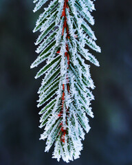 Branch in Winter 