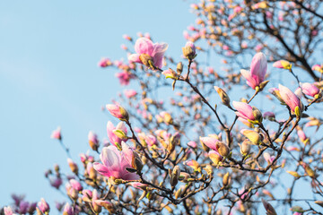 Blooming magnolia tree in spring on blue sky background