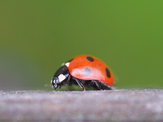 Ladybird 