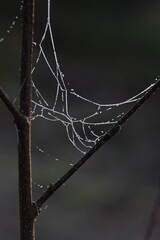 Spinnennetz an einem Morgen im Herbst