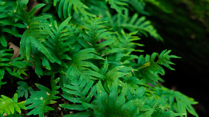 Green Forest Leaf Closeup Stock Photo