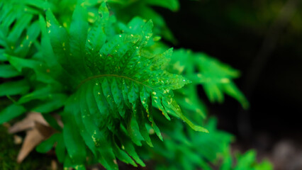 Green Forest Leaf Closeup Stock Photo