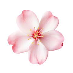 Blossom petal isolated on transparent background Generative Ai