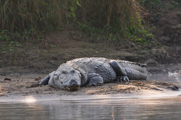 Huge crocodile resting in a small beach on the river side