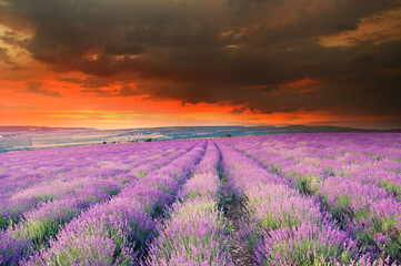 Meadow of lavender on sunset.