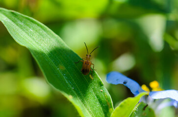 insects