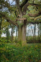 Forest at Mensinge estate Roden Drenthe Netherlands.  Fall. Autumn. Oldest tree of Drenthe. Oak.