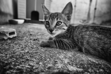 Abandoned cat in a feline colony - 730771723