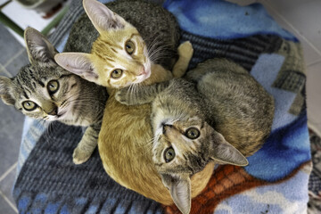 Abandoned cats in a feline colony - 730771745