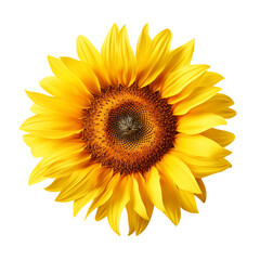 Sunflower isolated on a transparent background