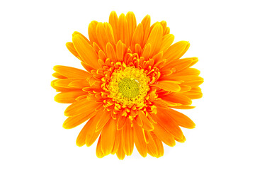Orange color gerbera flower isolated on white background