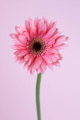 Pink  gerbera flower  isolated on pink background
