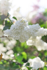 White lilac flowers in the spring park close up