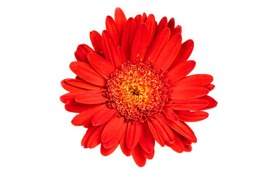 Red gerbera flower  isolated on white background