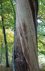 Dead tree stem. Wood structure. Forest. Netherelands. Roden.