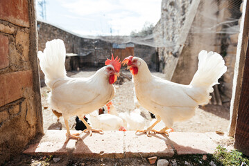 White domestic chickens on farm yard in daytime