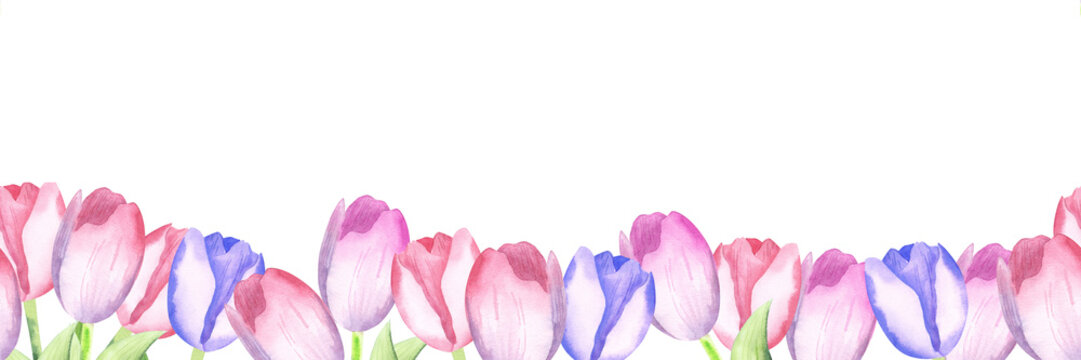 Watercolor seamless border of pink and violet tulips . Easter spring floral border isolated on the white background. Hand drawn illlustration. For web, flyer , design.