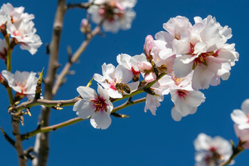 Almond trees fully bloom, in white, pink, and magenta colors, in winter tyme in Spain
