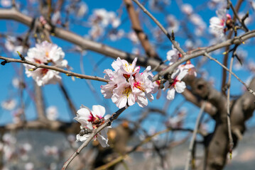 Almond trees fully bloom, in white, pink, and magenta colors, in winter tyme in Spain