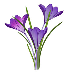 Blue snowdrops icon with green leaves isolated on transparent and white background. Close-up element for decorating design of cards and banners. Bouquet of spring crocus flowers. Vector illustration.
