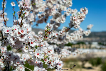 Almond trees fully bloom, in white, pink, and magenta colors, in winter tyme in Spain