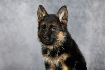 cute german shepherd puppy portrait on grey studio background