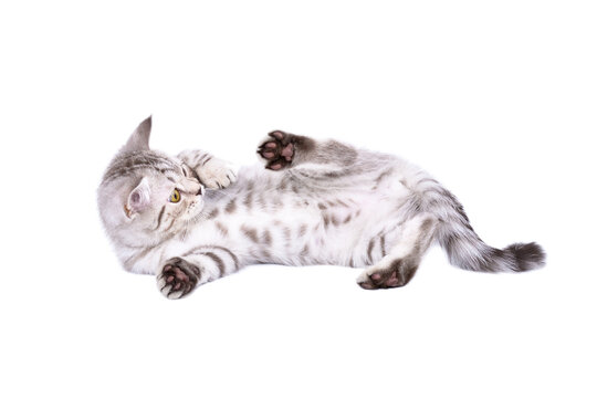 Funny playful kitten Scottish Straight lying on his back isolated on a white background