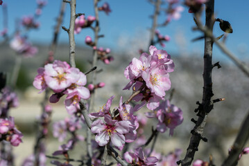 Almond trees fully bloom, in white, pink, and magenta colors, in winter tyme in Spain