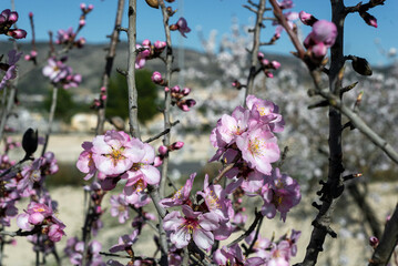 Almond trees fully bloom, in white, pink, and magenta colors, in winter tyme in Spain
