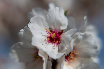 Almond trees fully bloom, in white, pink, and magenta colors, in winter tyme in Spain