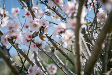 Almond trees fully bloom, in white, pink, and magenta colors, in winter tyme in Spain