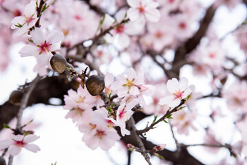 Almond trees fully bloom, in white, pink, and magenta colors, in winter tyme in Spain