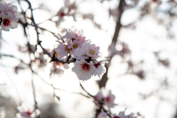 Almond trees fully bloom, in white, pink, and magenta colors, in winter tyme in Spain