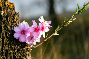 Almond trees fully bloom, in white, pink, and magenta colors, in winter tyme in Spain