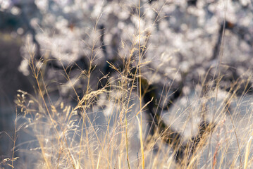 Obraz premium almond tree blurred in the background with a straw of yellow grass in focus at front, sunset hour