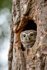 Secretive Owl: Camouflaged Peek from Ancient Tree