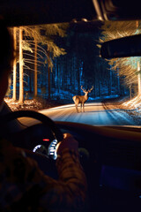 Obraz na płótnie Canvas Deer Caught in Car Headlights on a Forest Road at Night