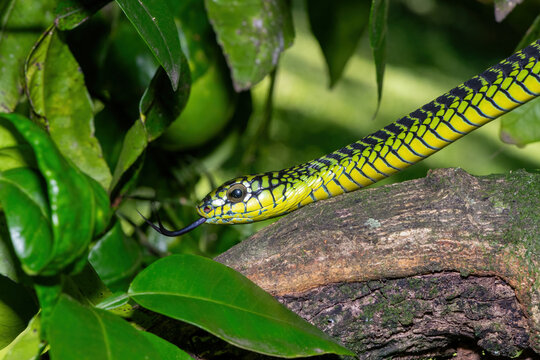 The vibrant colours of a highly venomous adult male boomslang (Dispholidus typus), also known as a tree snake or African tree snake 