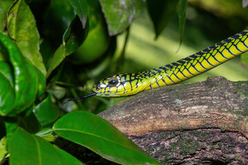 The vibrant colours of a highly venomous adult male boomslang (Dispholidus typus), also known as a tree snake or African tree snake 