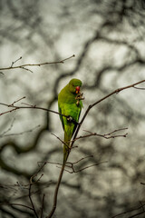 Parrot enjoying its siesta in a tree.