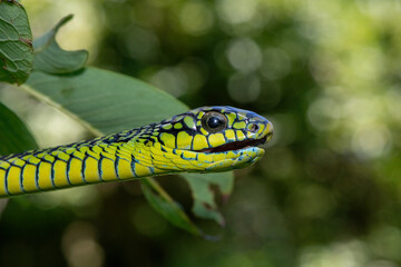 Beautiful colours of an adult male boomslang (Dispholidus typus), also known as a tree snake or...